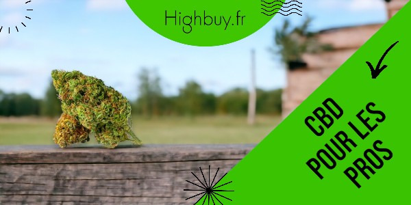 Qu'est-ce que le CBD ? Une introduction pour les professionnels